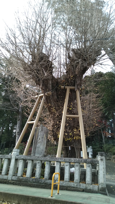 『五所神社』の目印になっているイチョウ