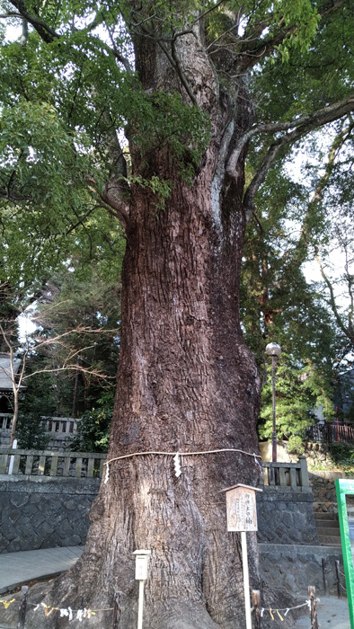 湯河原『五所神社』の御神木の楠