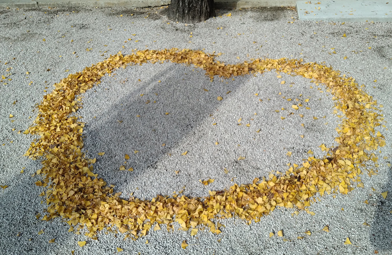 塩冶神社の境内にイチョウの落葉でできた❤が